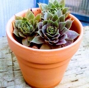 LOW BALLERS Welcome! $9 Sale new clearance rompers